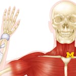Anatomy: Musculoskeletal and Integumentary Systems image