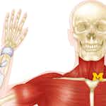 Anatomy: Musculoskeletal and Integumentary Systems by University of Michigan
