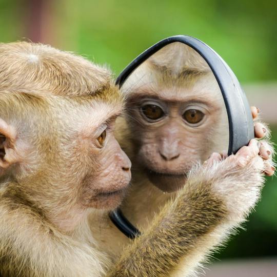 Portada: Conservación de los primates