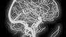 Fundamental Neuroscience for Neuroimaging