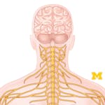 Anatomy: Human Neuroanatomy image