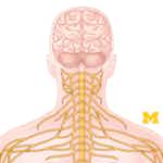 Anatomy: Human Neuroanatomy by University of Michigan