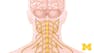 Anatomy: Human Neuroanatomy