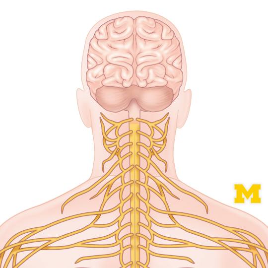 Portada: Neuroanatomía humana