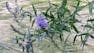 The Big Stuff: Evolution and Ecology