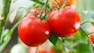 A Guide to Garden Plants