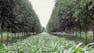 Agroforestry IV: Climate, Carbon Storage and Agroforestry