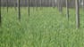 Agroforestry III: Principles of Plant and Soil Management