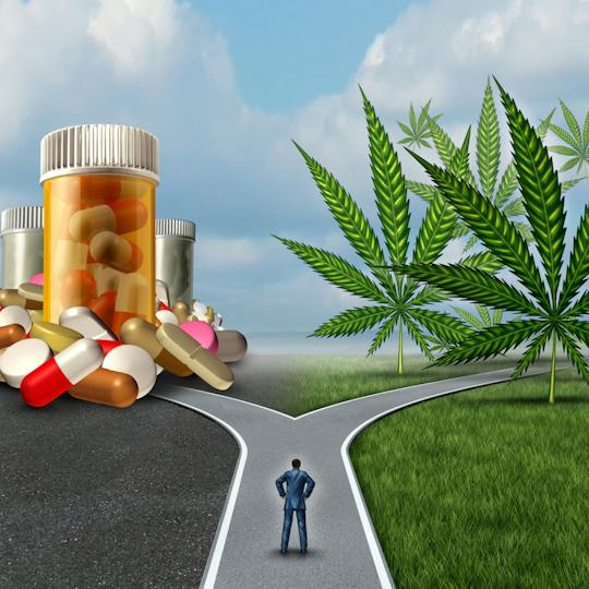 Portada: Historia del cannabis medicinal