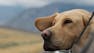 Animals, Self, and Society
