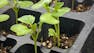 Plant Science for Gardeners