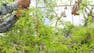 Agroforestry V: Ecosystem Services, Food and Sustainability