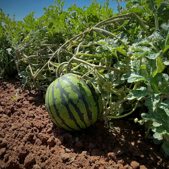 Portada: Introducción a la mejora genética vegetal