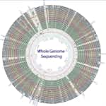 Whole genome sequencing of bacterial genomes - tools and applications by Technical University of Denmark (DTU)