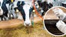 Dairy Nutrition & Health: Analyzing Cow Wellness