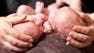 Anatomy & Physiology: Filtration and Reproduction
