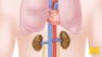 Anatomy: Cardiovascular, Respiratory and Urinary Systems
