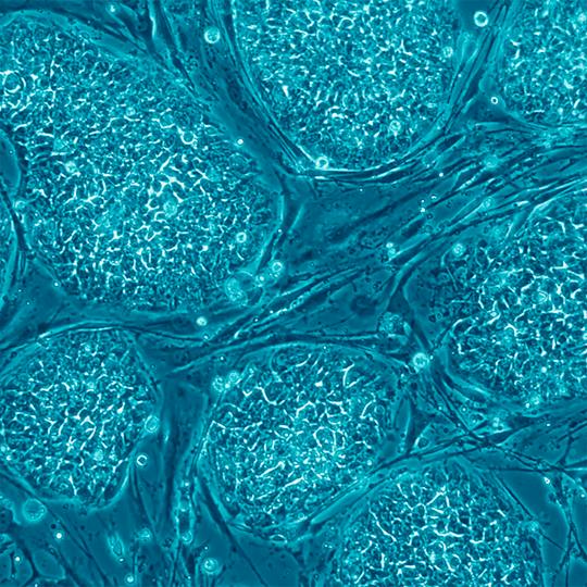 Portada: La ciencia de las células madre