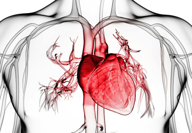Portada: Signos vitales: comprender qué nos dice el cuerpo