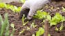Garden Planning and Management