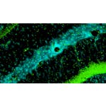 Experimental Methods in Systems Biology image