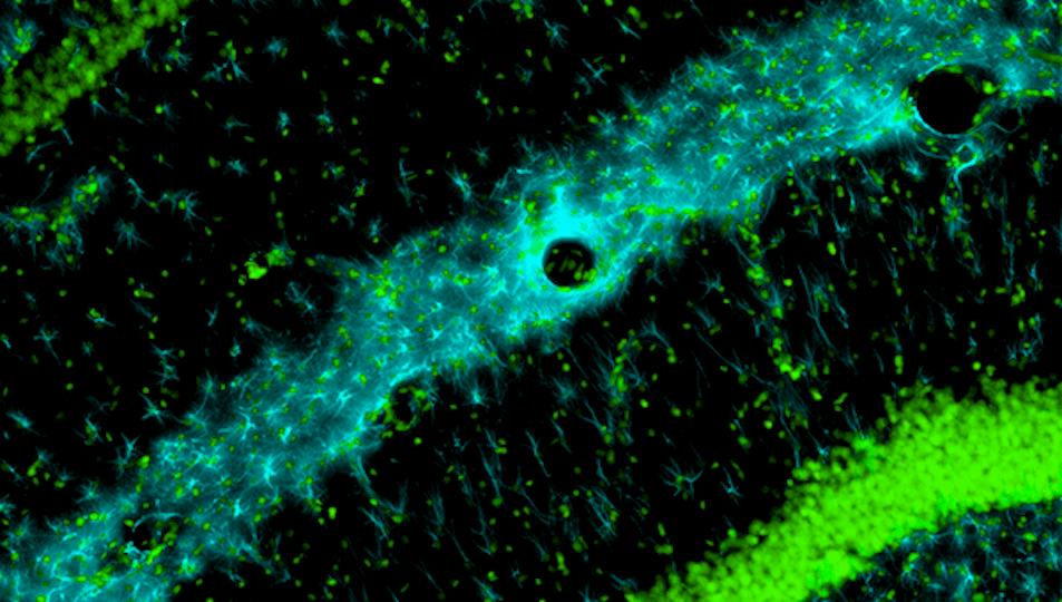 Portada: Métodos experimentales en biología de sistemas