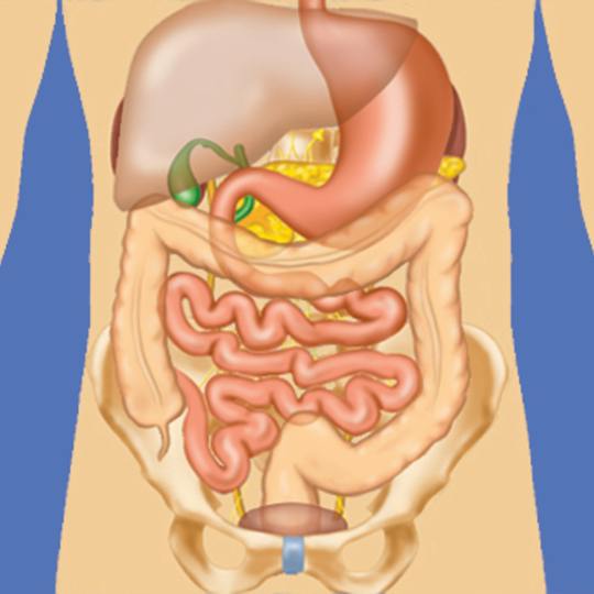 Portada: Anatomía del abdomen y la pelvis; un viaje de la base a la clínica.