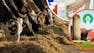 Dairy Economics: Maximizing Profits through Milk Quality