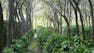 Agroforestry II: Major Systems of the World