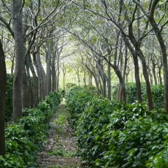 Portada: Agroforestería II: Principales sistemas del mundo