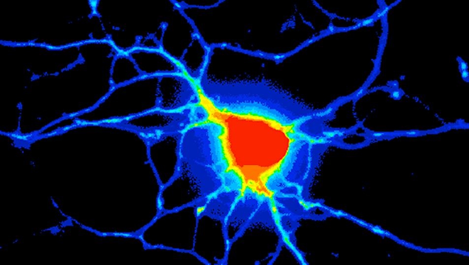Portada: Análisis integrado en biología de sistemas