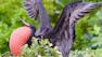 Introduction à la biologie : Biodiversité