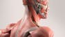 The Skin, Bones, and Muscles