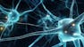 The Human Body's Communication Systems