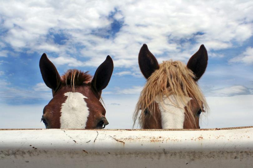 Portada: El Curso del Caballo: Introducción a los cuidados básicos y al manejo