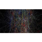 Synapses, Neurons and Brains image