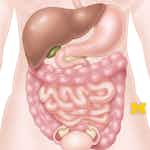 Anatomy: Gastrointestinal, Reproductive and Endocrine Systems by University of Michigan