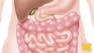 Anatomy: Gastrointestinal, Reproductive and Endocrine Systems