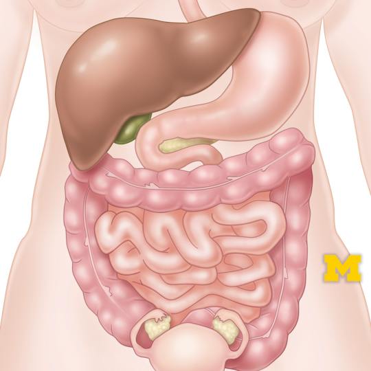Portada: Anatomía del tegumento, del tracto gastrointestinal, de la pelvis y del sistema endocrino