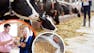 Moving Beyond Basics: Dairy Nutrition and Diet Formulation