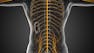 Vagus Nerve Function & Therapeutic Applications